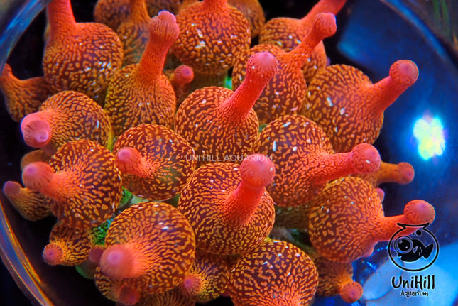 Forrest Fire Anemone