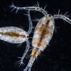 Collection image for: Livefood