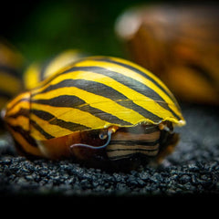 Collection image for: Freshwater Snails