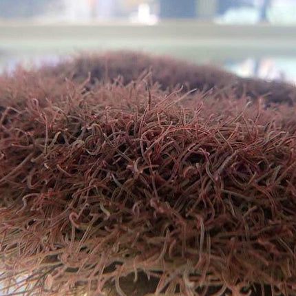 Live Blackworm 20gram