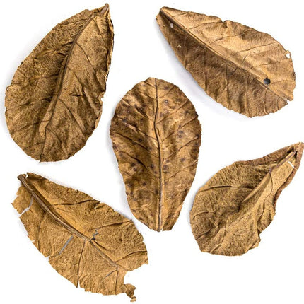Indian Almond Leaves 5 Pack