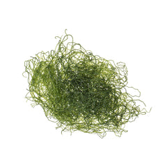 Collection image for: Aquatic Plants