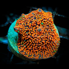 Collection image for: WYSIWYG